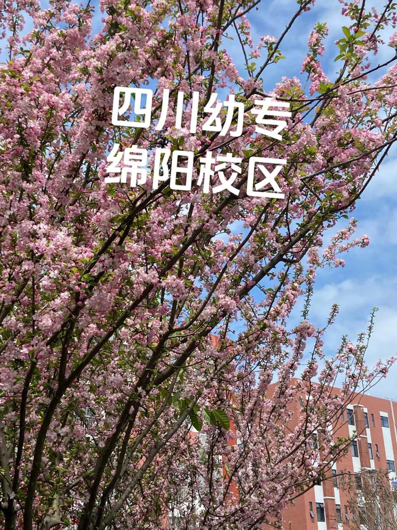 四川幼师学校有哪些选择？-图3