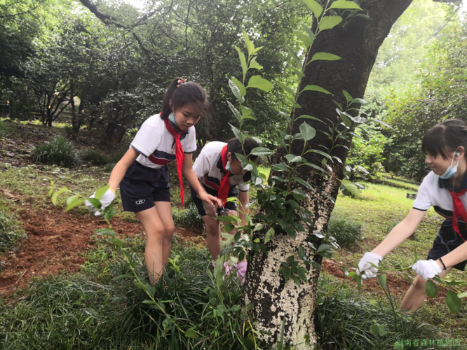 长沙赤岗冲小学2005-图1